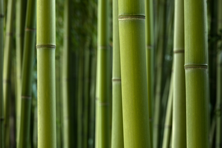 HILDEGARD BRAUKMANN Bambus-Extrakt