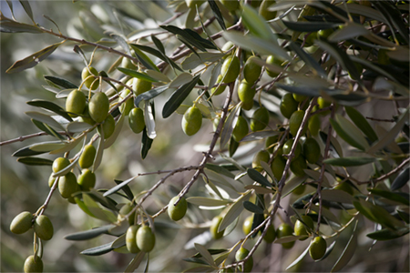 HILDEGARD BRAUKMANN Olivenöl