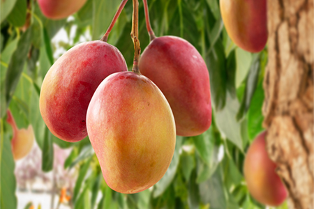 HILDEGARD BRAUKMANN Mangofrucht-Extrakt